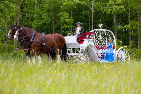 Camelot-Shires Fuhrhalterei - Hochzeitsfahrten der Extraklasse, Hochzeitsauto · Kutsche Konstanz, Kontaktbild